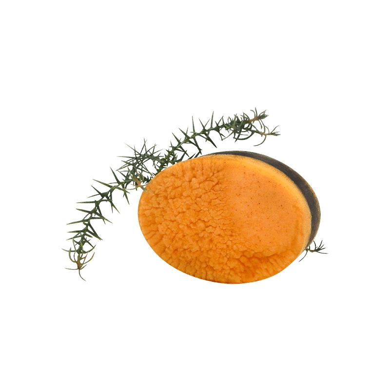 Pine Myrtle Body Bar - Whitsunday Myrtle