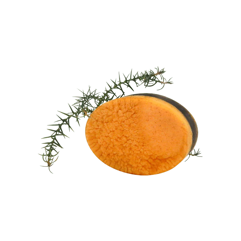 Pine Myrtle Body Bar - Whitsunday Myrtle